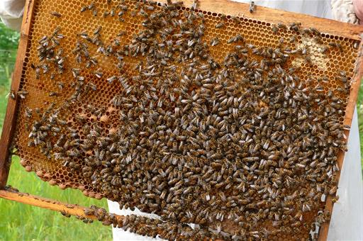 Apicultor sostiene un panal de abejas