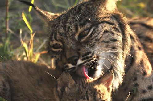 Linces ibéricos en Doñana