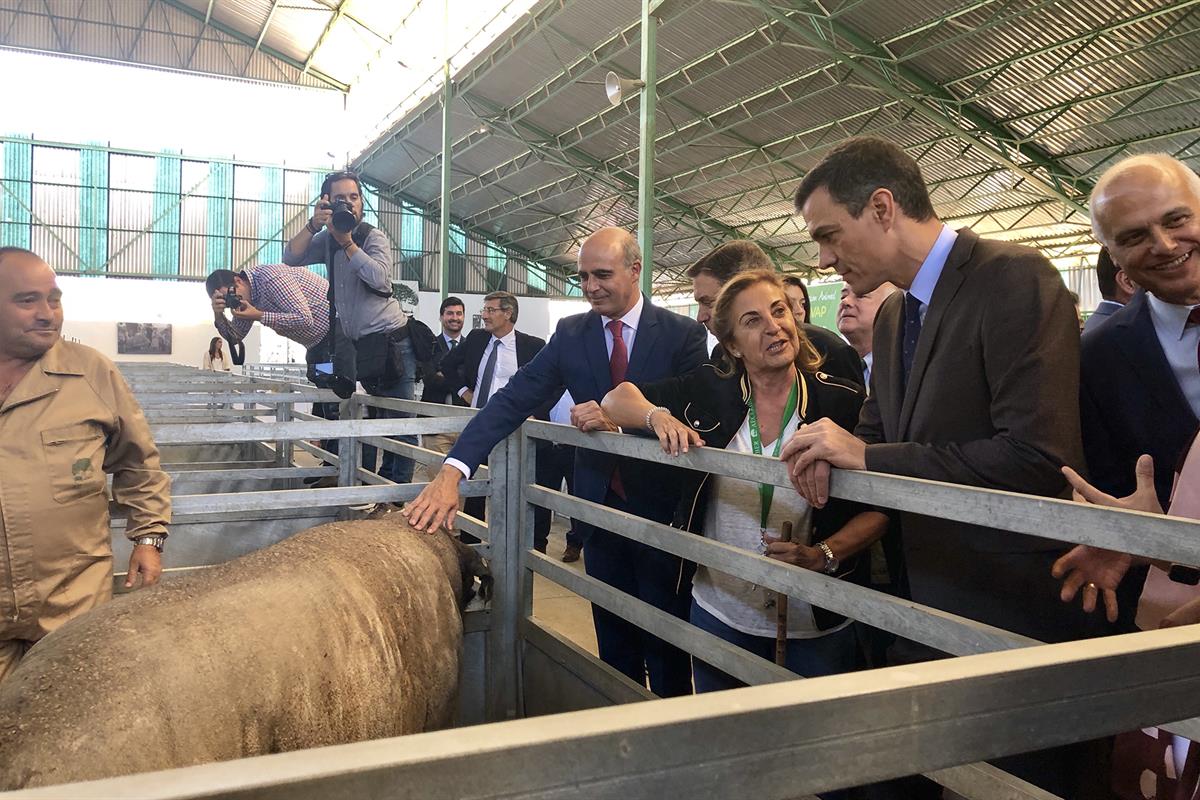 3/10/2019. Pedro Sánchez, en la Feria Internacional Ganadera de Zafra (Badajoz). El presidente del Gobierno en funciones, Pedro Sánchez, dur...