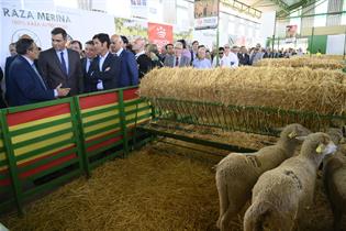 El presidente del Gobierno en funciones, Pedro Sánchez, visitando un stand de ganado en el recinto ferial
