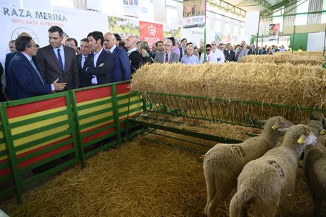 3/10/2019. Pedro Sánchez, en la Feria Internacional Ganadera de Zafra (Badajoz). El presidente del Gobierno en funciones, Pedro Sánchez, dur...