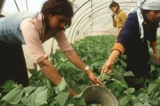 Mujeres trabajando en un invernadero