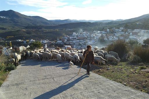 Una mujer en el campo con un rebaño