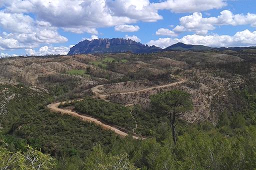 Paisaje por reforestar