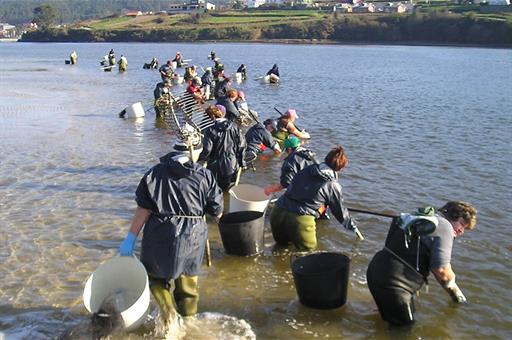 mariscadoras gallegas