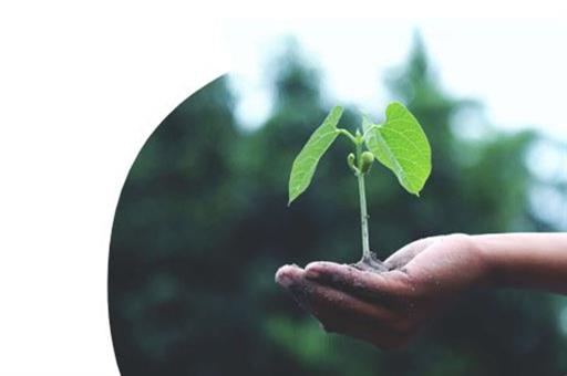 Una mano con una planta creciendo