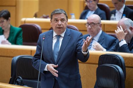 El ministro de Agricultura, Pesca y Alimentación, Luis Planas, durante su intervención en el Senado.