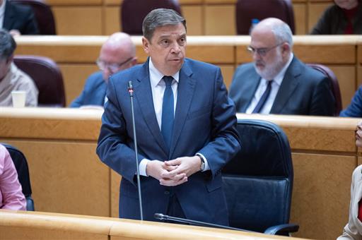 El ministro de Agricultura, Pesca y Alimentación, Luis Planas, durante la sesión de control al Gobierno en el Senado