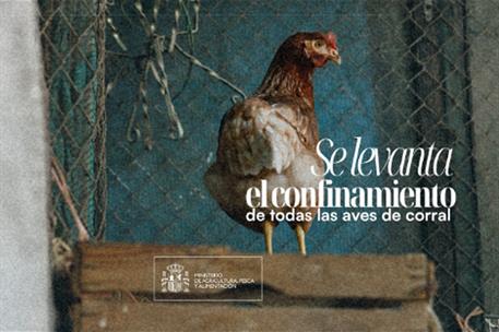 Cartela fin del confinamiento de las aves de corral en toda España