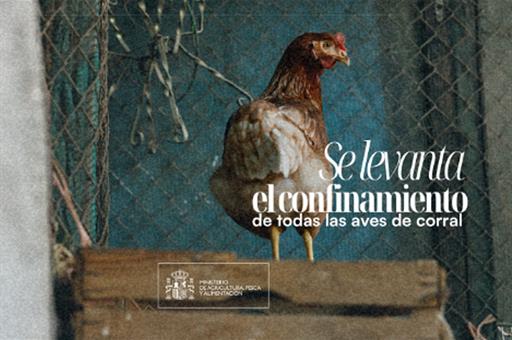 Cartela fin del confinamiento de las aves de corral en toda España