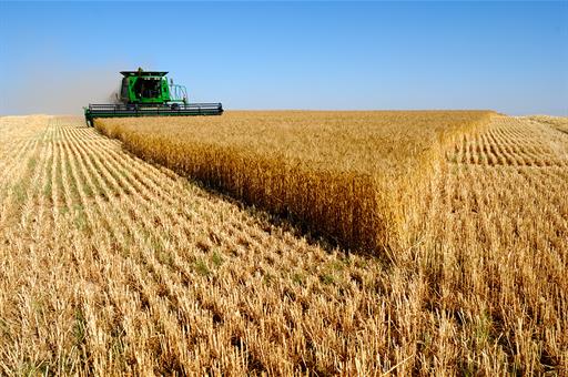Máquina cosechadora en un campo de cereal
