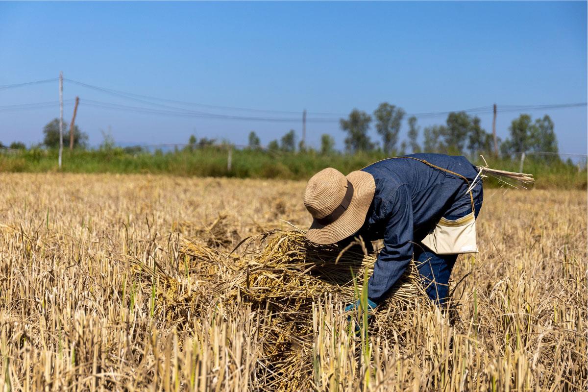 Un agricultor recoge su cultivo