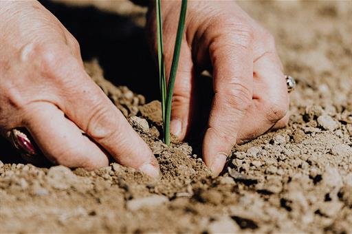 Agricultor plantando