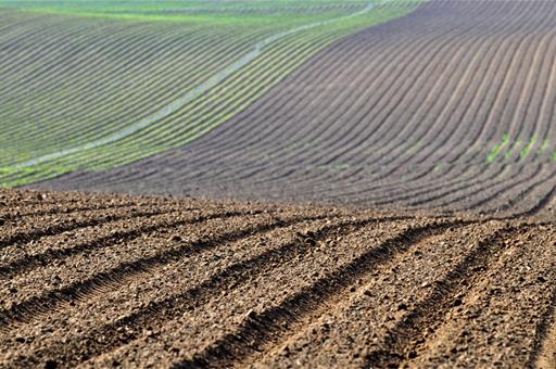 Campo cultivado