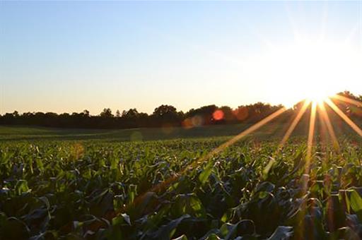 Campo de cultivo
