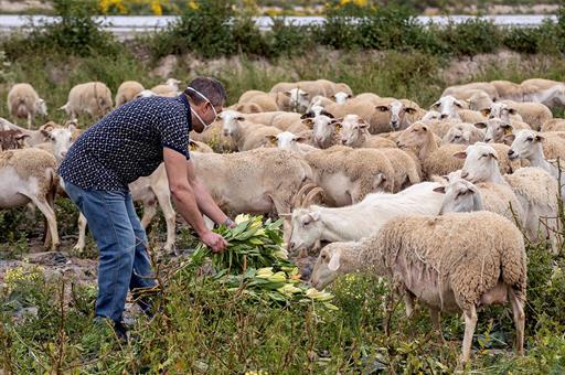 Imagen del artículo Agricultura realiza un nuevo pago de 9,1 millones de euros de la ayuda extraordinaria a los sectores ganaderos