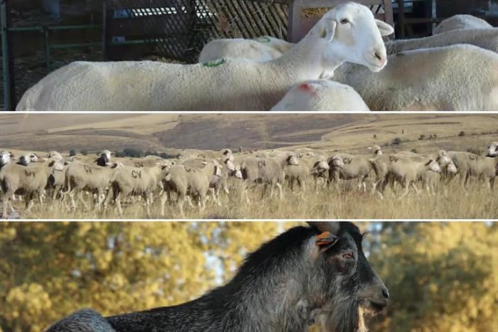 Ganado ovino y caprino