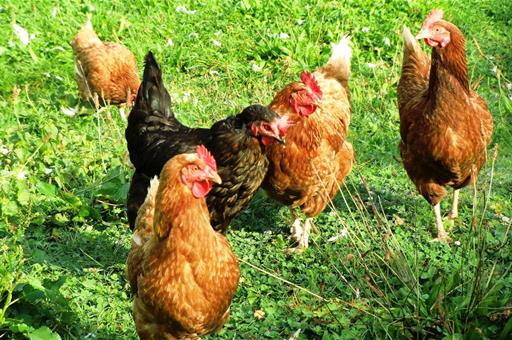 Aves de corral