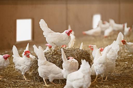 Granja avícola