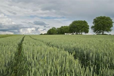 Un campo de cultivo 