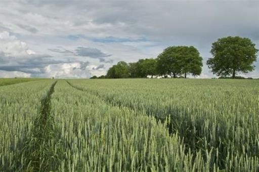 Un campo de cultivo 