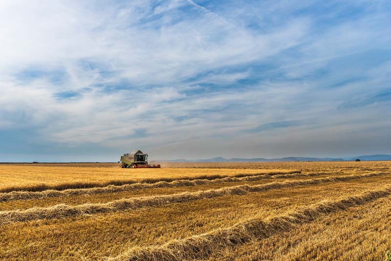 Campo de cereales