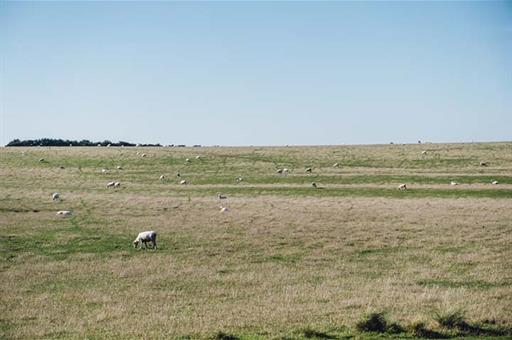 Ovejas en un campo