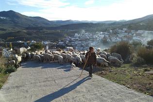 Pastora conduciendo un rebaño de ovejas