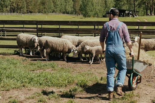 Joven trabajando con ganado ovino