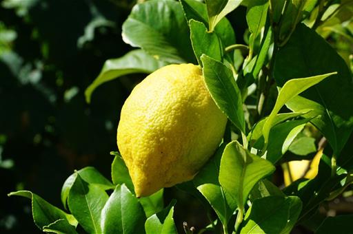 Limones