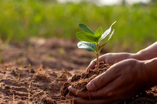 Planta germinando