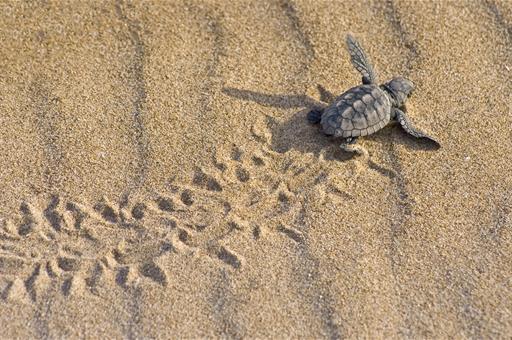 Tortuga Boba Tortuga Boba