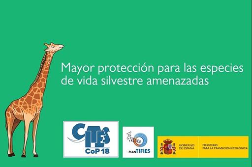 Imagen de una jirafa, de las especies de vida silvestre amenazadas