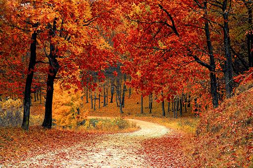 Bosque en otoño