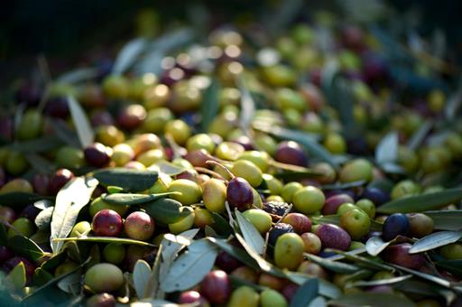 Aceitunas recién recolectadas