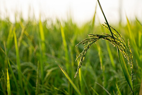 Plantación de arroz (Foto: Archivo)