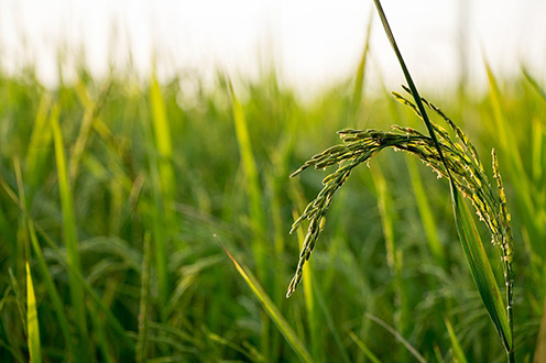 Plantación de arroz