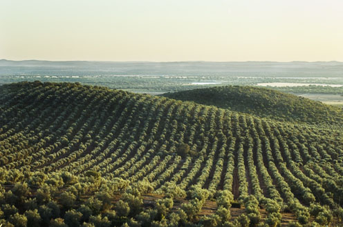 Land_Trees