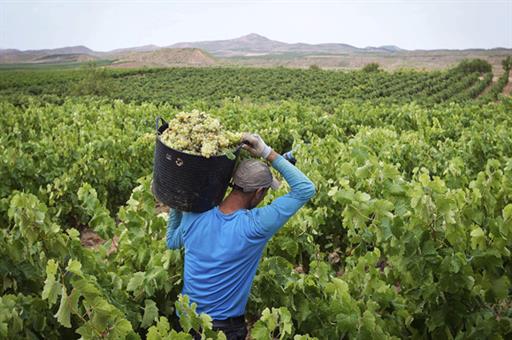 Viñedo (Foto: Archivo)