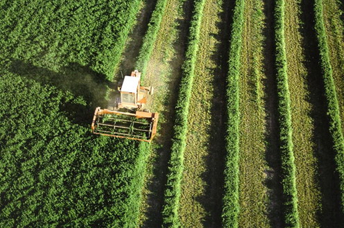 Cosechadora en campo de cultivo (Foto: Archivo)