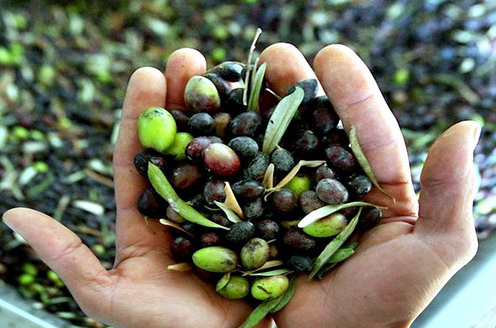 Foto de recogida de aceituna (Archivo)