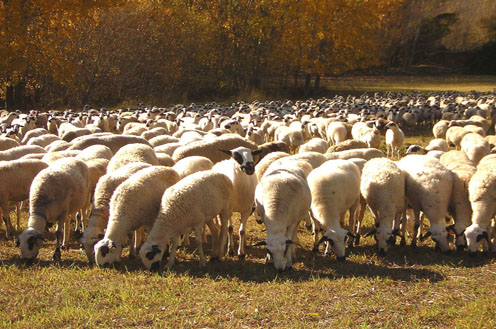 Rebaño de ovejas pastando