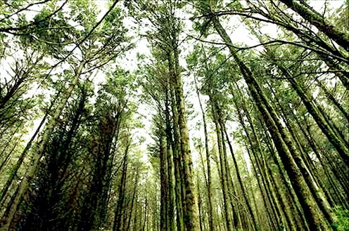 Foto de un bosque (Archivo)