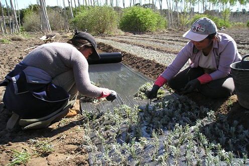 Mujeres trabajando en el campo