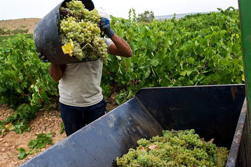 Trabajadores del sector agrícola