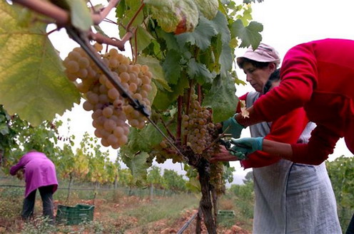 Mujeres trabajando en un viñedo