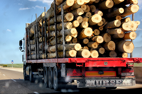 Un camionero transporta troncos de árbol