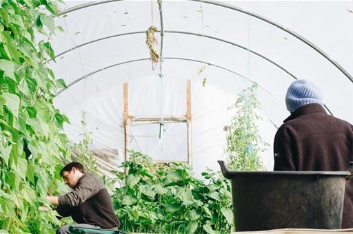 Temporeros trabajando en un invernadero