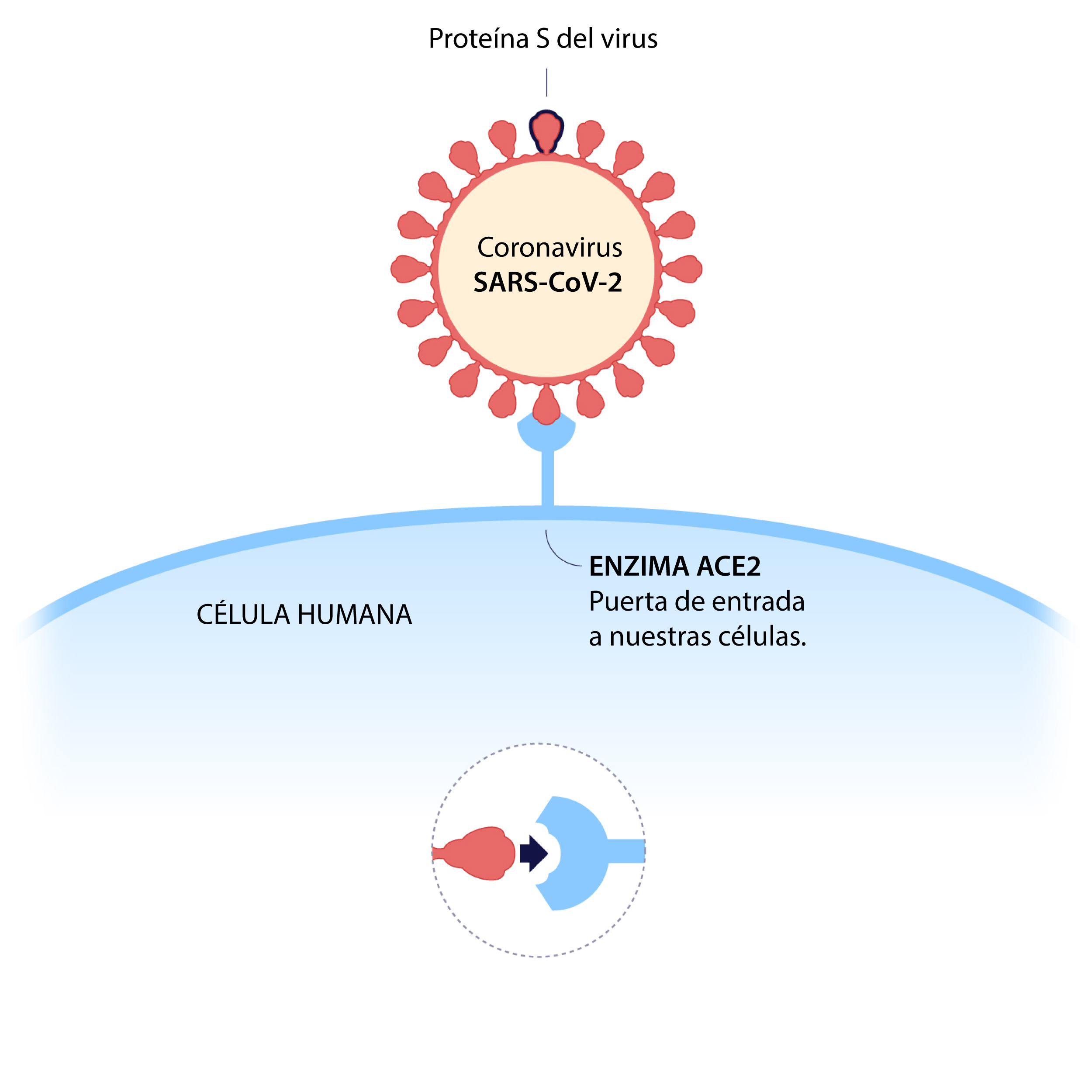 Infografía de la proteína S del virus