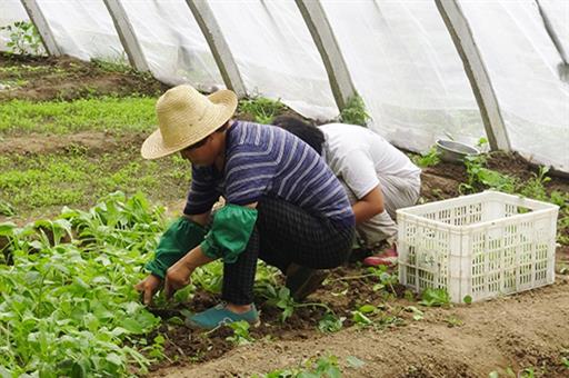 Trabajadores extranjeros desarrollando sus tareas en un invernadero